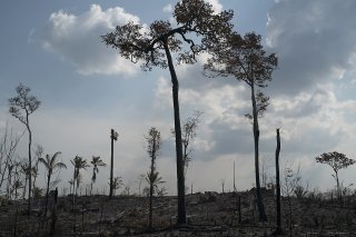 Le Brésil ne parviendra pas seul à protéger l'Amazonie d'une telle déforestation. Le président Lula lance un appel à l'aide aux autres pays.